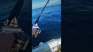 Mero y Dentón Desde Embarcación
