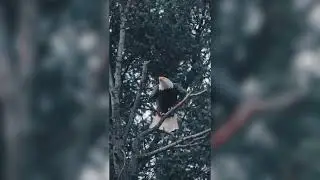 burung elang sang predator penguasa hutan rimba_#animals #burungelang @MataJoeOfficial