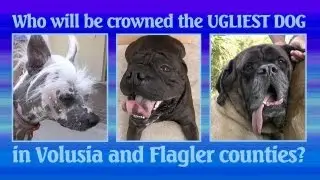 Ugly Dog Contest semifinalists