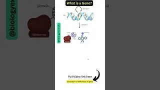 What is a Gene in Biology?