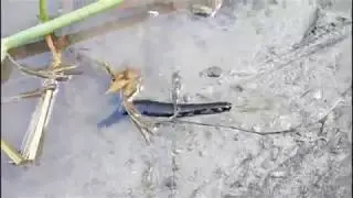 Превью