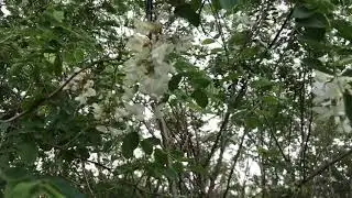 Бджільництво України 2018. Викачка акаційового меду. Канів (пчеловодство, качка меда)