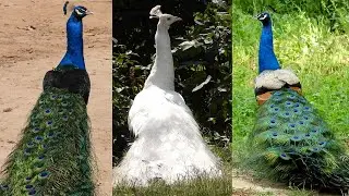 The World's most beautiful bird peacock sound 4k, More call open feathers nonstop 2:14 peacock dance