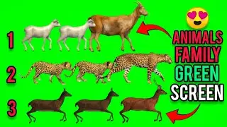 Animal stampede green screen | Green Screen Animal Running Video | Green screen animals