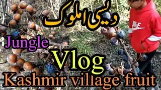 Kashmir Natural fruit||Desi fruit of Kashmir Amlook||jangle vlog#fruit #myfirstvlog #villagevlog