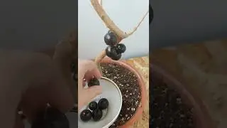 #Джаботикаба,#Жаботикаба,#Jaboticaba,#Plinia, #плодовыерастения, #редкиерастения,  #Jabuticaba