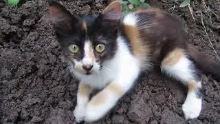 28.08.2024. Россия. Краснодарский край. Коша. День рождения. Возраст: 4 месяца. Часть 1