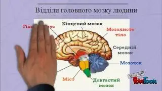 головний мозок