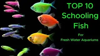 Top 10 Best Schooling Fish For Freshwater Aquariums 🐟