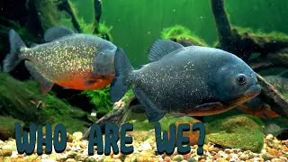 Meet Piranha for Kids | Discover Kids Universe | Wonder World Education