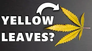What's Killing Your Cannabis Plants? Nitrogen Deficiency Explained