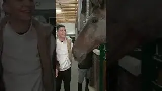 А4 24 часа на лошадях