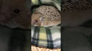 🦔А вы видели как просыпается ёжик?❤