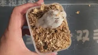 开箱贪小便宜网上4.9元买的仓鼠，打开后我吐了