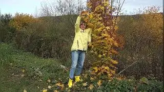 Amputee. MAPLE LEAF.