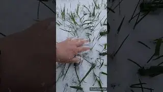 Завалило снегом, добываю еду для утят