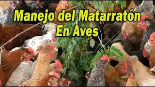 MANEJO DEL MATARRATON EN AVES