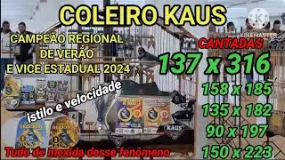 Stirred partnership coleiro kaus cantadas 316