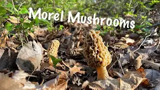 Morel Mushroom Hunting (FOOD PLOT UPDATE)