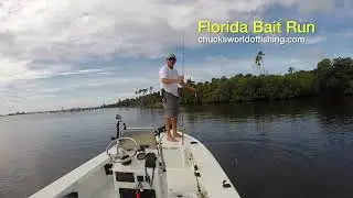Find The Bait Find the Fish