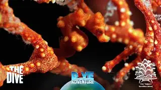 Where to find Marine Critters in the Phillippines? #TheDivePH