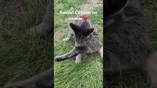 КОТИК! СКУЧАЮ ПО СВОИМ #иринашевчуккотики #германия🇩🇪