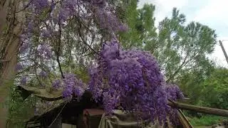 Les fleurs disponibles tout près des ruches.