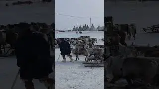 День оленевода / Подготовка упряжки #деньоленевода