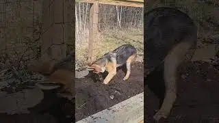 garden helper #germanshepherd ##germanshepherdpuppy