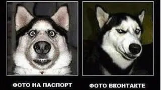 Самые смешные приколы с животными октябрь 2016 (2)The most funny jokes with animals October 2016 (2)
