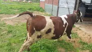 Прогулки с коровами продолжаются  )