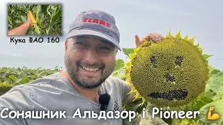 Ріпак сходить‼️ Соняшник 🌻 Pioneer та Альдазор обіцяють хороший результат💪