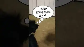 The Big Show Short