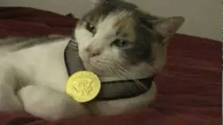 The Kitty Olympics