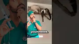 Двухколёсный кот