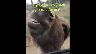 от улыбки хмурый день светлей