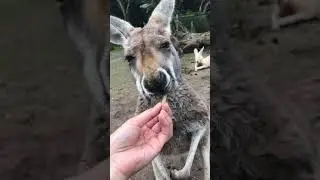 Feeding a kangaroo