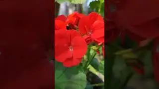 #герань