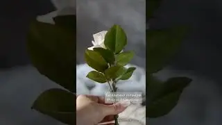 Бесплатный интенсив Роза из фоамирана.