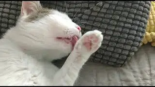 Cute cat washes himself in a so sweet way #cats #cutecats #catlovers