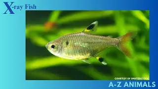 Fun Facts about the X-ray Fish