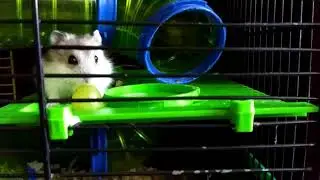 Приключения хомяка ХомХомыча