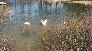 Pekin Ducks Enclosure