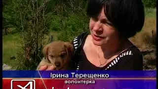 Сожгли собак