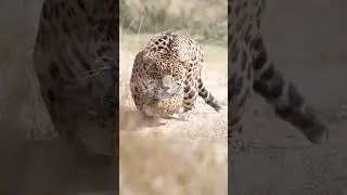 Ягуар - превосходный охотник 