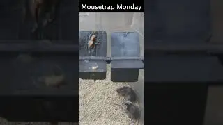 The Spinning Gauntlet Mouse Trap.