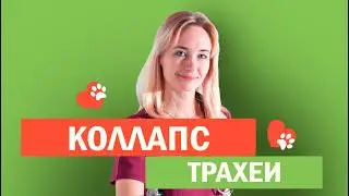 Собака с коллапсом трахеи