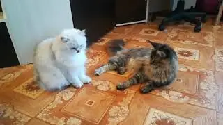 Смертельный бой 😂