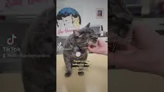 Nothing better than adult cat adoptions!!
