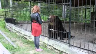 Медведик